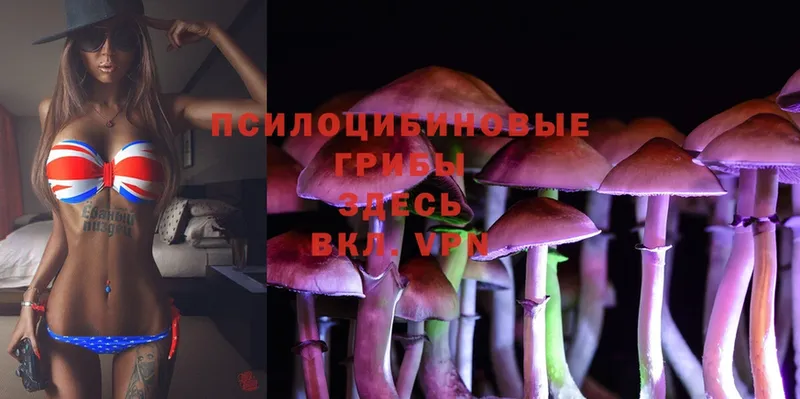 Галлюциногенные грибы Psilocybine cubensis  дарнет шоп  Валдай 